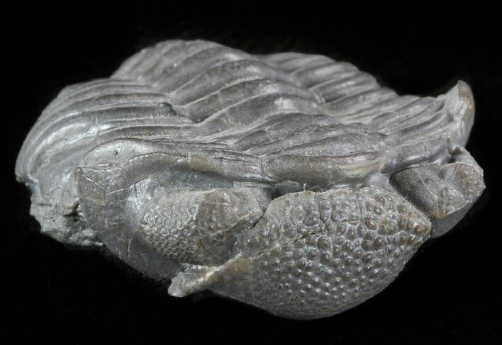 Bargain Eldredgeops Trilobite - Silica Shale #47100